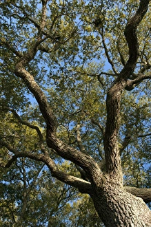 Images Dated 7th April 2010: Charleston, South Carolina, USA. Tree branches stretch out against the cloudless