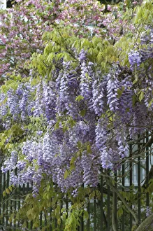 Images Dated 9th April 2010: Charleston, South Carolina, USA. American Wisteria growing along a fence in downtown