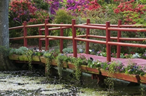 Walk Way Prints: Charleston, South Carolina, USA. Azaleas in bloom ialong a bridge n the spring