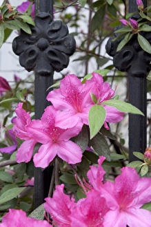 Images Dated 8th April 2010: Charleston, South Carolina, USA. Azaleas along a fence in bloom