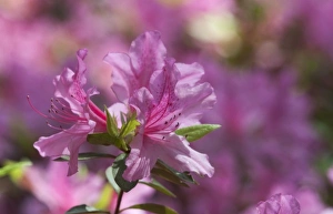 Images Dated 7th April 2010: Charleston, South Carolina, USA. Azaleas in bloom in Charleston