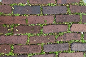 Images Dated 9th April 2010: Charleston, South Carolina, USA. Moss grows between the bricks in historic Charleston