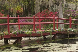 Charleston, South Carolina, USA. Azaleas in bloom ialong a bridge n the spring