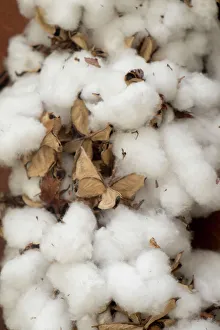 Charleston, South Carolina. USA Raw cotton