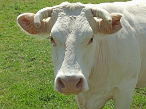 Charolais Prints: Charolais Cow