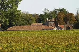 Images Dated 14th December 2007: Chateau Bastor Lamontagne hidden by the vines and vineyard - Chateau Haut Bergeron