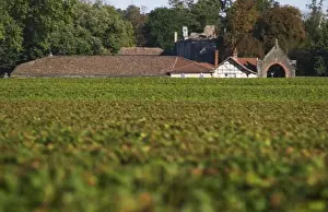 Hidden Prints: Chateau Bastor Lamontagne hidden by the vines and vineyard - Chateau Haut Bergeron