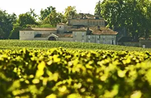 Bunch Prints: The back side of Chateau Figeac in Saint Emilion, Bordeaux with vineyard in the foreground