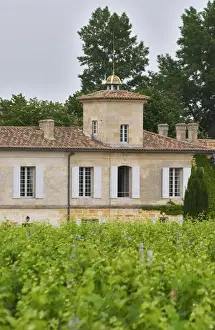 Bucolic Prints: Chateau Gazin and its vineyard Pomerol Bordeaux Gironde Aquitaine France