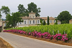 Bucolic Prints: Chateau Gazin, its vineyard with a rose bush at the end of each row of vines