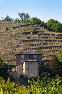 The Chateau Grillet, that has its own appellation close to Condrieu with its vineyard behind