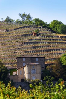 Images Dated 15th May 2004: The Chateau Grillet, that has its own appellation close to Condrieu with its vineyard behind