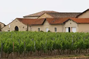 Bucolic Prints: Chateau la Conseillante, in the foreground the vineyard Pomerol Bordeaux Gironde