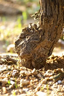 Images Dated 21st October 2005: Chateau Mire l Etang. La Clape. Languedoc. Old, gnarled and twisting vine. Terroir soil