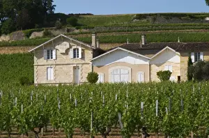 Bucolic Prints: Chateau Pavie 1st, premier first Grand Cru Classe and its vineyards Saint Emilion