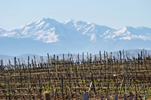 Images Dated 11th December 2006: Chateau Rives-Blanques. Limoux. Languedoc. Chardonnay grape vine variety. France