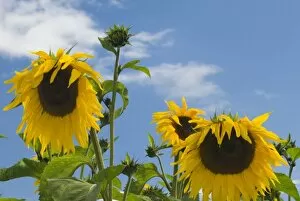 Cheerful yellow giant sunflowers against bright sky