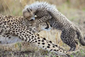 Cheetah (Acinonyx Cheetah (Acinonyx
