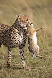 Cheetah (Acinonyx