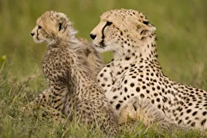 Cheetah, Acinonyx