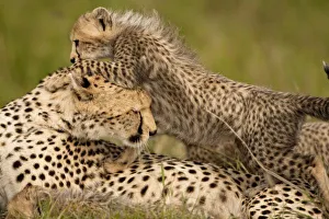 Desert Species Prints: Cheetah, Acinonyx jubatus, with cub in the Masai Mara GR, Kenya