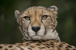 Images Dated 5th July 2013: Cheetah (Acinonyx jubatus), Inkwenkwezi Private Game Reserve, Eastern Cape, SOUTH AFRICA