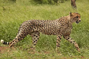Cheetah (Acinonyx jubatus ), Kruger National Park, South Africa