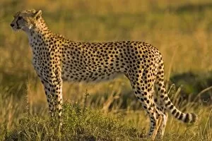 Images Dated 2nd October 2006: Cheetah (Acinonyx jubatus) on plain, Masai Mara National Reserve, Kenya