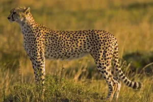 Images Dated 2nd October 2006: Cheetah (Acinonyx jubatus) on plain, Masai Mara National Reserve, Kenya
