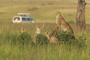 National Reserve Prints: Cheetah (Acinonyx jubatus) with safari jeep in the grass, Masai Mara National Reserve