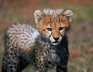 Family Prints: Cheetah (Acinonyx Jubatus) as seen in the Masai Mara
