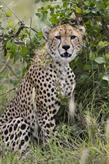 Eastern Africa Prints: Cheetah (Acinonyx jubatus), Tsavo, Kenya