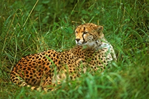 Spot Prints: Cheetah (Acinonyx venator) Laying in Grass on the Serengeti
