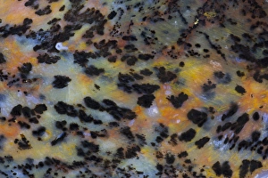 Natural Pattern Prints: Cheetah Agate