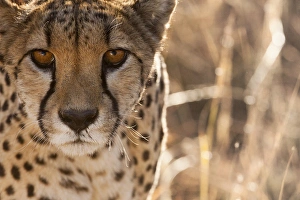 Spots Prints: Cheetah Conservation Fund, Nambia. Africa. Off-center close-up of a cheetah