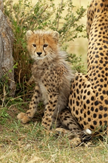 Spot Prints: Cheetah cub, 4-5 mmonth old, Masai Mara Game Reserve, Kenya, East Africa