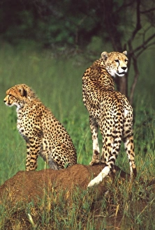 Cheetah Prints: Cheetah with juvenile, Acinonyx jubatus, Tanzania Africa