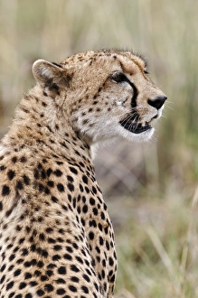 Images Dated 29th August 2011: Cheetah, Masai Mara, Kenya, Africa