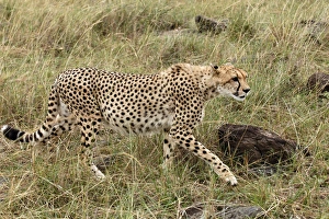 Images Dated 29th August 2011: Cheetah, Masai Mara, Kenya, Africa