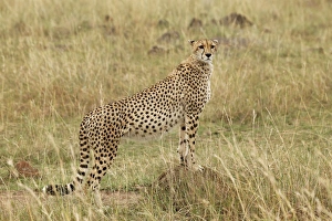Cheetah, Masai Mara, Kenya, Africa