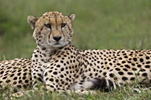 Images Dated 28th August 2011: Cheetah resting, Masai Mara, Kenya, Africa