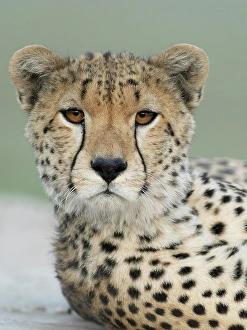 Images Dated 27th June 2024: Cheetah, Serengeti National Park, Tanzania, Africa
