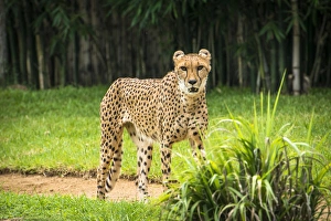 Bamboo Prints: Cheetah standing intensely looking