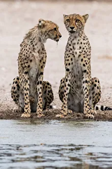 Waterhole Prints: Two cheetahs, Acinonyx jubatus, at a waterhole. Kalahari, Botswana