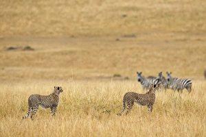 Kenya Prints: Cheetahs, Masai Mara, Kenya, Africa