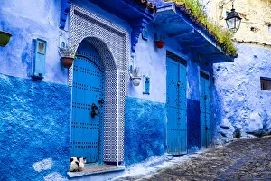 Mosaic Prints: Chefchaouen, Morocco, cat and the blue tiled door and buildings