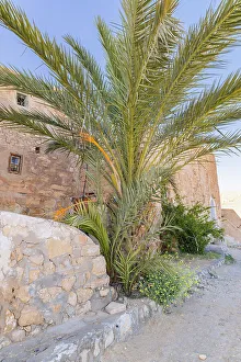 Tunisia Prints: Chenini, Tataouine, Tunisia. Palm tree and stone buildings in the town of Tatouine