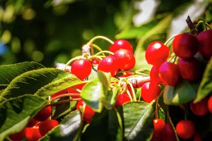 Danita Delimont New Images May 2025 Prints: Cherries on the branch, Yakima, Washington State, USA