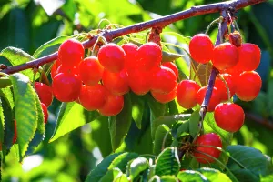 Danita Delimont New Images May 2025 Prints: Cherries on the branch, Yakima, Washington State, USA