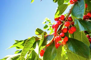 Danita Delimont New Images May 2025 Prints: Cherries on the branch, Yakima, Washington State, USA
